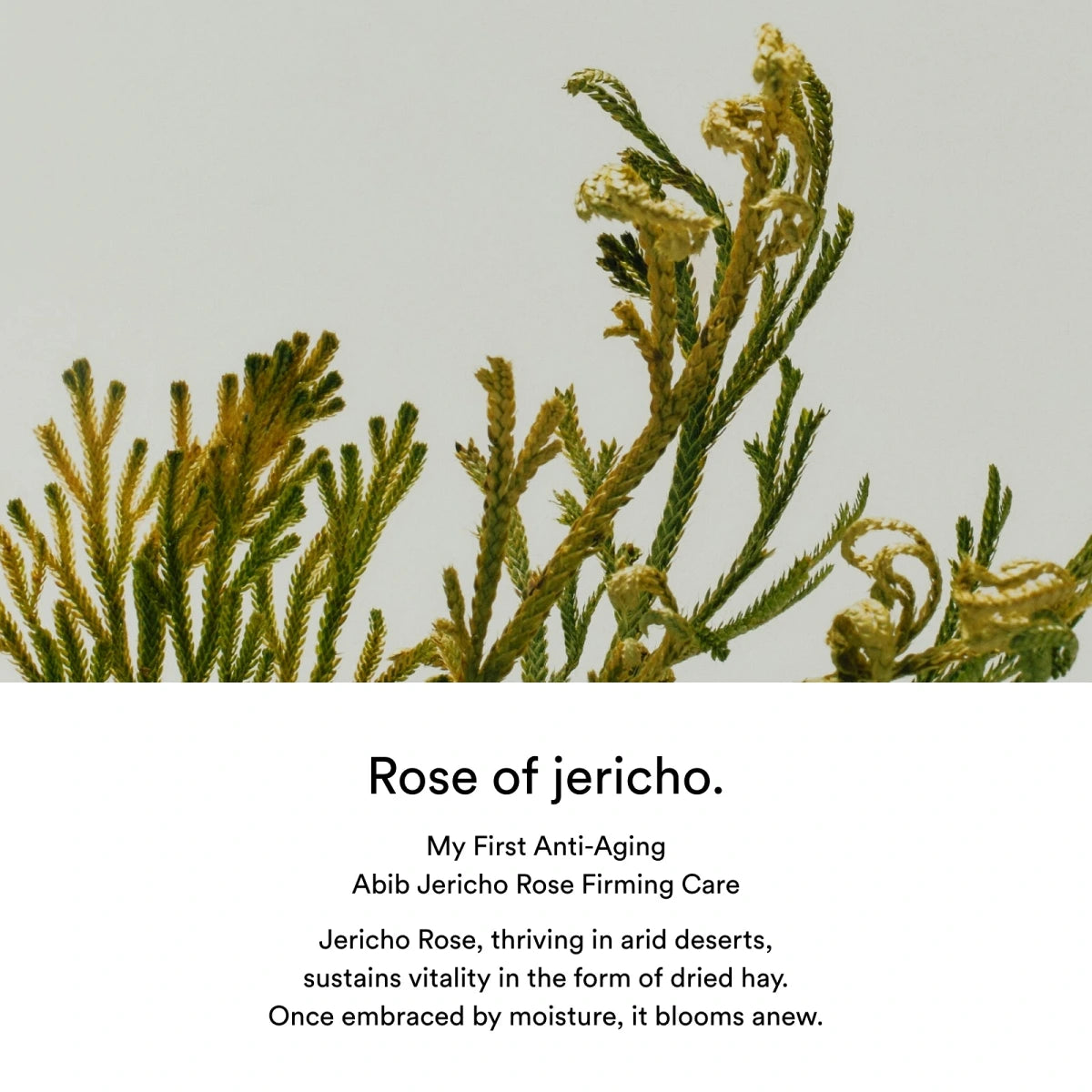 Jericho rose PHA toner Skin booster